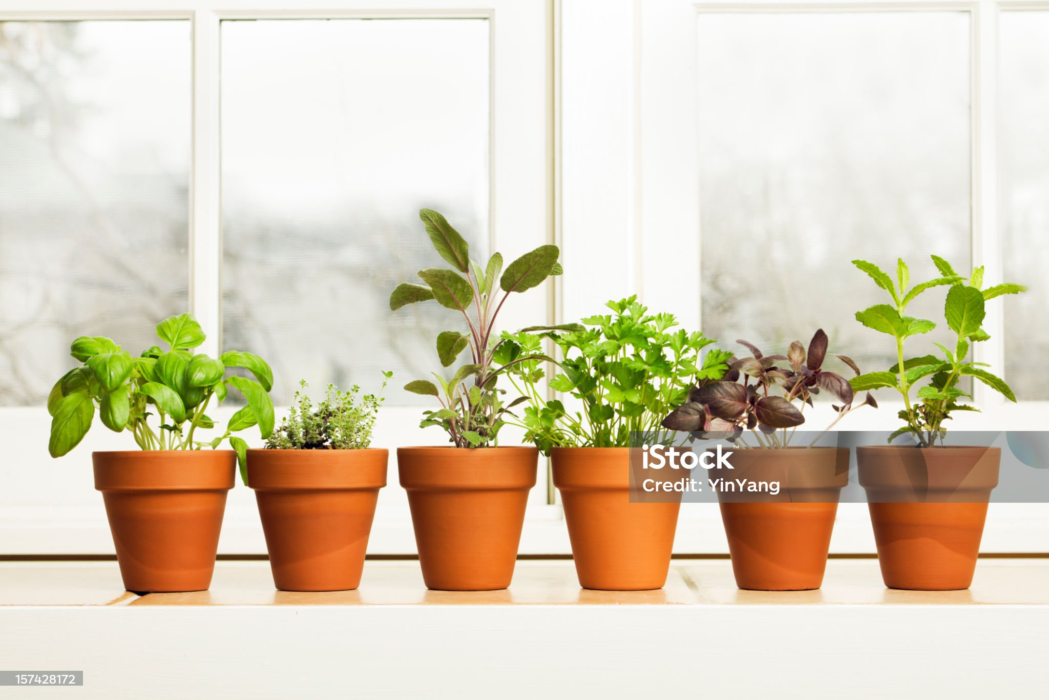 Pest Management